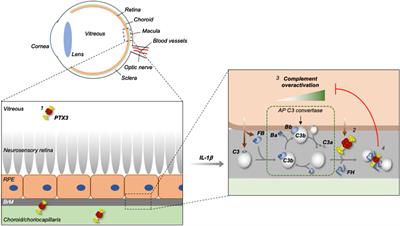 Control of Complement Activation by the Long Pentraxin PTX3: Implications in Age-Related Macular Degeneration